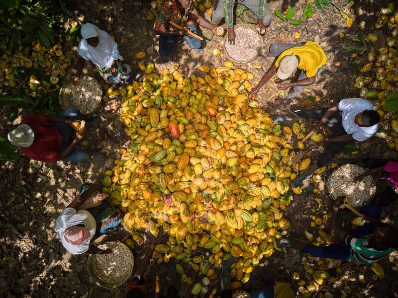 Ofi’s cacao-divisie verhoogt ambities voor regeneratieve landbouw